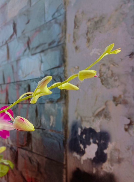 水中贵族 (2).jpg