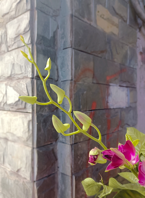 水中贵族 (3).jpg