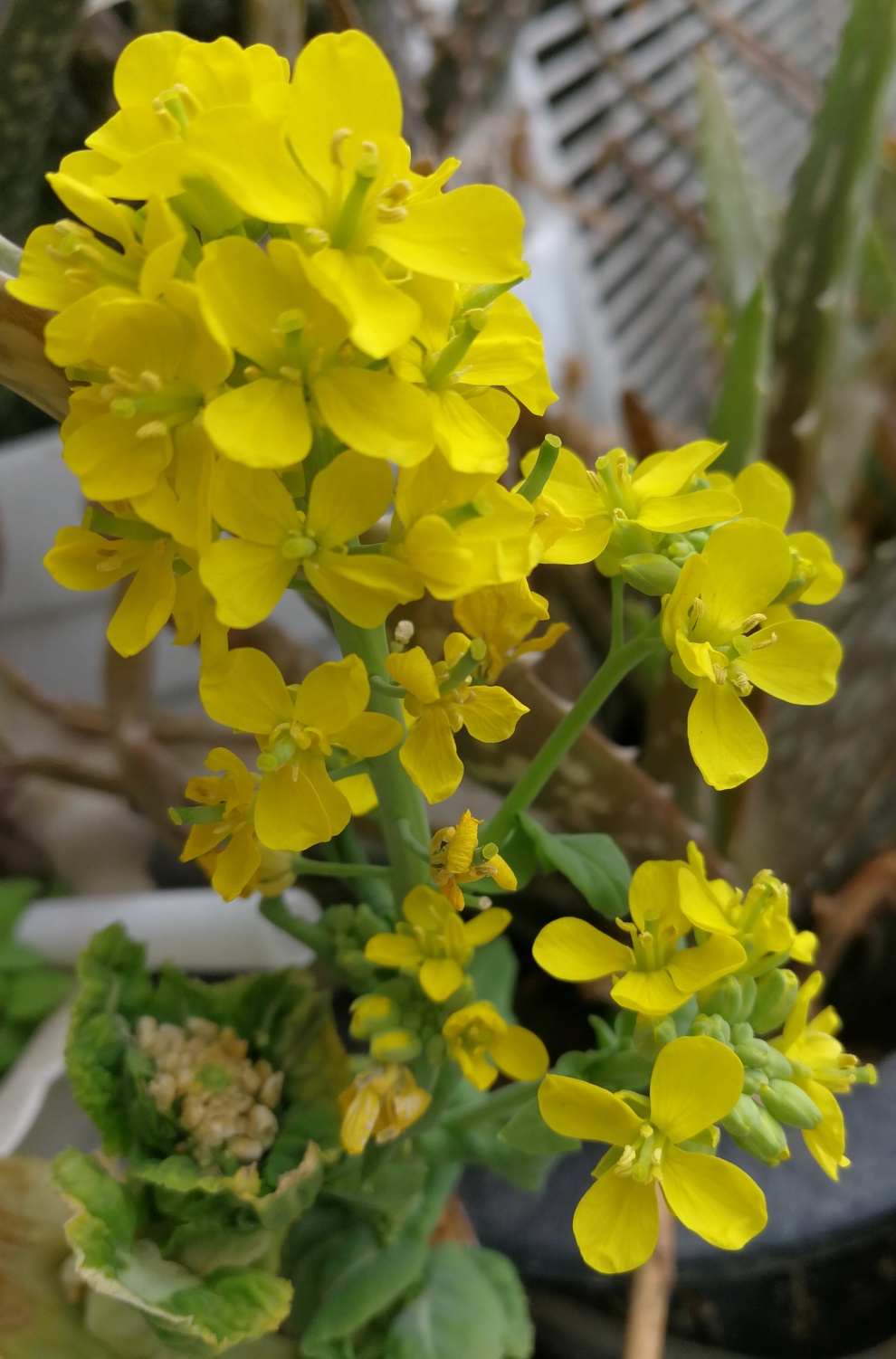 IMG_20200321_131604_副本.jpg