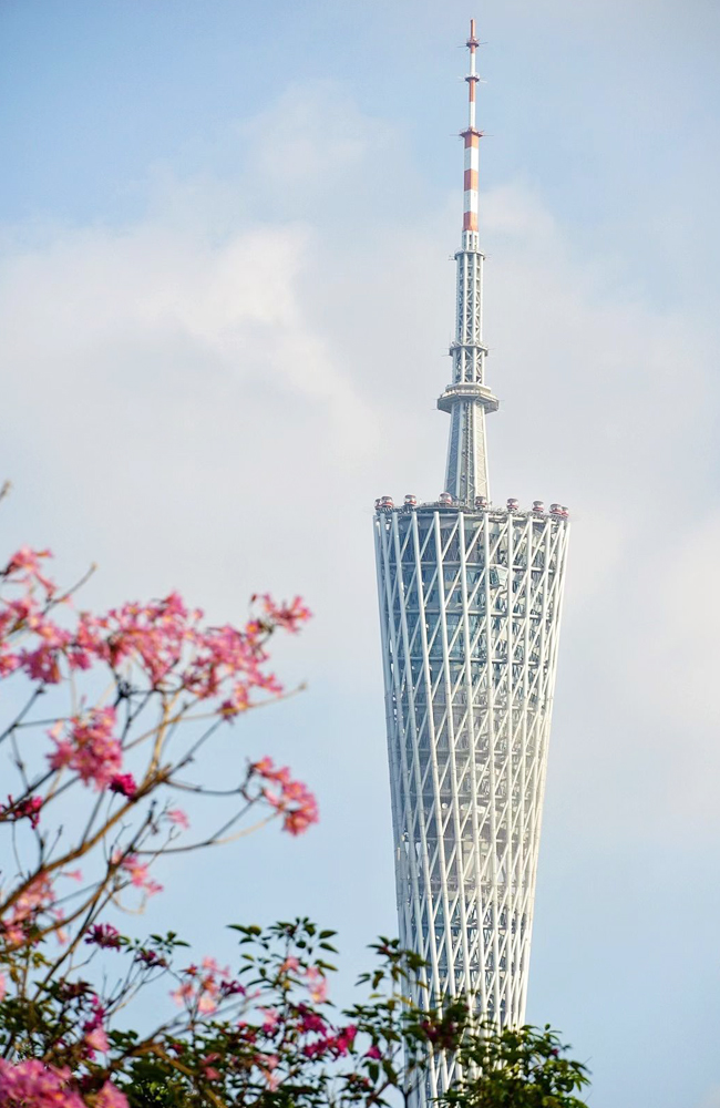 紫色风铃木 (4).jpg