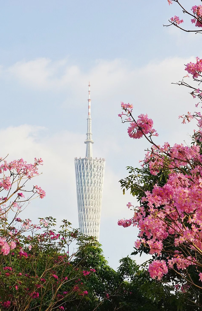 紫色风铃木 (5).jpg