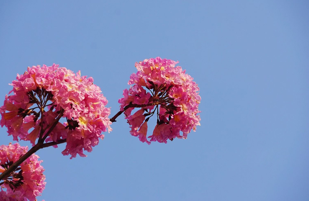 紫色风铃木 (7).jpg