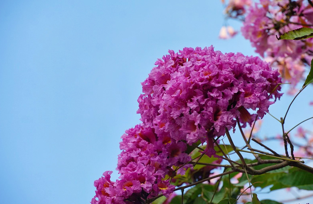 紫色风铃木 (9).jpg