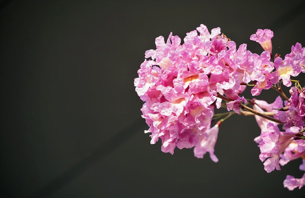 紫色风铃木 (3).jpg