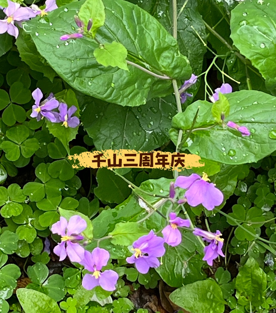 160050yzwi015w6z6yw8z6_副本.jpg