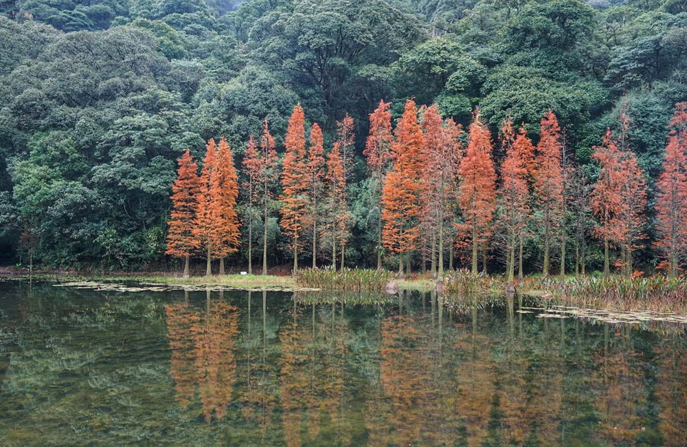 Image_1777815704716_350.jpg